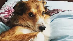 Cum să-ți dai seama că câinele tău nu are încredere în tine: trei obiceiuri pe care le confunzi cu ascultarea