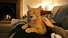 Pisica ne mulțumește, iar noi o alungăm. Cum să nu pierzi semnalele importante ale animalului tău de companie