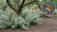 Șoarecii de câmp îți rod grădina? Plante cu miros puternic și măsuri simple care reduc pagubele pe termen lung