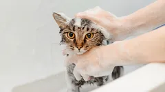 Cum să speli o pisică fără zgârieturi și crize de isterie: un algoritm care funcționează
