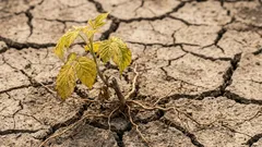 De ce se ofilesc puieții de zmeură după plantare: greșeli frecvente ale grădinarilor amatori în primăvară