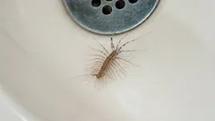 Cum să scapi definitiv de centipede din casă