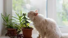 Top 5 cele mai sigure plante de interior pentru animale: frumusețe fără riscuri pentru animalele de companie