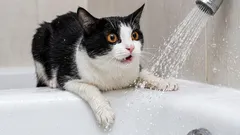 Ce facem greșit, în opinia pisicii: lucruri care o lasă perplexă