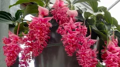 6 plante de apartament frumoase, dar dificile: de ce se ofilesc în casă și ce condiții cer