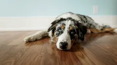 Cum să mențineți calitatea vieții câinelui dumneavoastră pe măsură ce îmbătrânește (fără bătăi de cap)