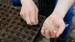 Cel mai bine este să plantezi această floare în aprilie.