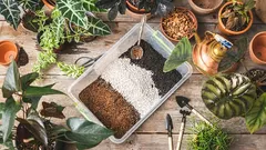 Solul ideal pentru tradescantia: ghid complet pentru alegerea și pregătirea solului