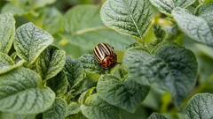 Gândacul de Colorado: cum să scapi de el fără otrăvuri și de ce amestecul de cenușă și gudron îi determină pe dăunători să părăsească terenul