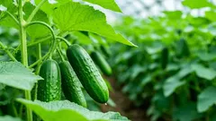 Stresul la castraveți: de ce trebuie să întăriți răsadurile de castraveți cu gheață înainte de plantare