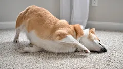 De ce își freacă câinele capul de iarbă sau de covor: când e inofensiv și când cere ajutor