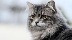 8 rase interesante de pisici, care probabil nu sunt potrivite pentru un începător