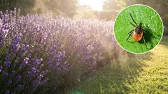 10 plante care vă vor ajuta să alungați căpușele din grădina dumneavoastră