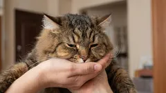 De ce pisica ta nu te așteaptă la ușă — și ce ar putea însemna acest lucru.