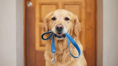 Este adevărat că plimbarea câinilor de două ori pe zi este un mit?