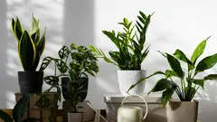 Cele mai rezistente 10 plante de interior: alegerea ideală pentru cei uituci și mereu ocupați