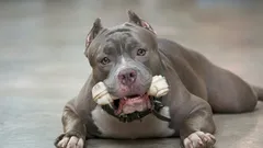 Impresionante la prima vedere, dar drăgălașe în interior: 6 rase de câini care surprind prin caracterul lor