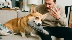 Cum să-ți dai seama că câinele nu te respectă: 7 semnale de alarmă