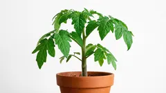 Pomul de roșii acasă: ce trucuri pentru cultivarea răsadurilor de roșii vă vor salva