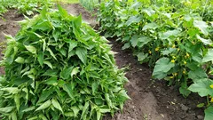 Urzica nu este o buruiană, ci un îngrășământ excelent. Pătura de urzici pentru castraveți – ingredientul meu secret