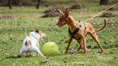 De ce latră câinele meu și trage de lesă când vede alți câini și cum pot reduce această agresivitate?